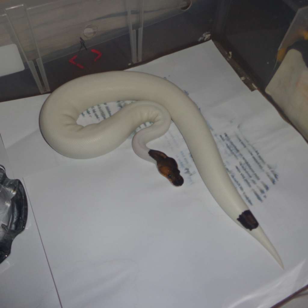 image-3