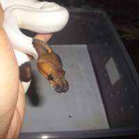 image-3