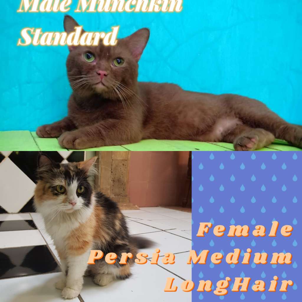 Product Detail Lapak Jual Beli Hewan Resmi Indonesia