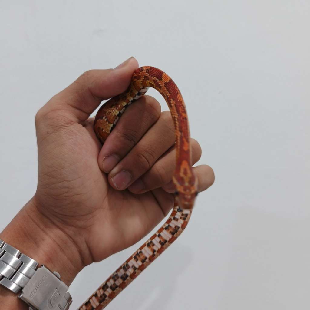 image-3