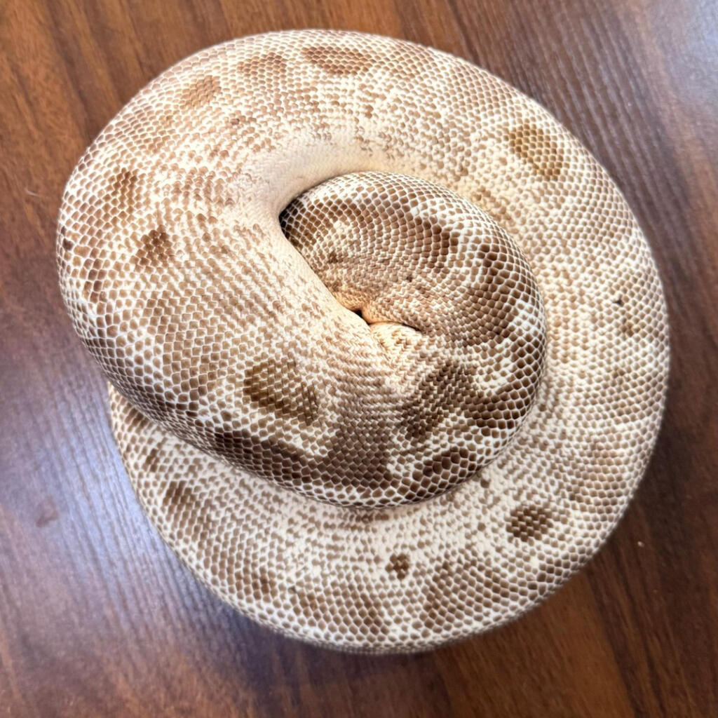 python regius 'ball python' pastel leopard-ball python... Ball Python Pastel Leopard Super Stripe Female Adult Proven | Lapak ...