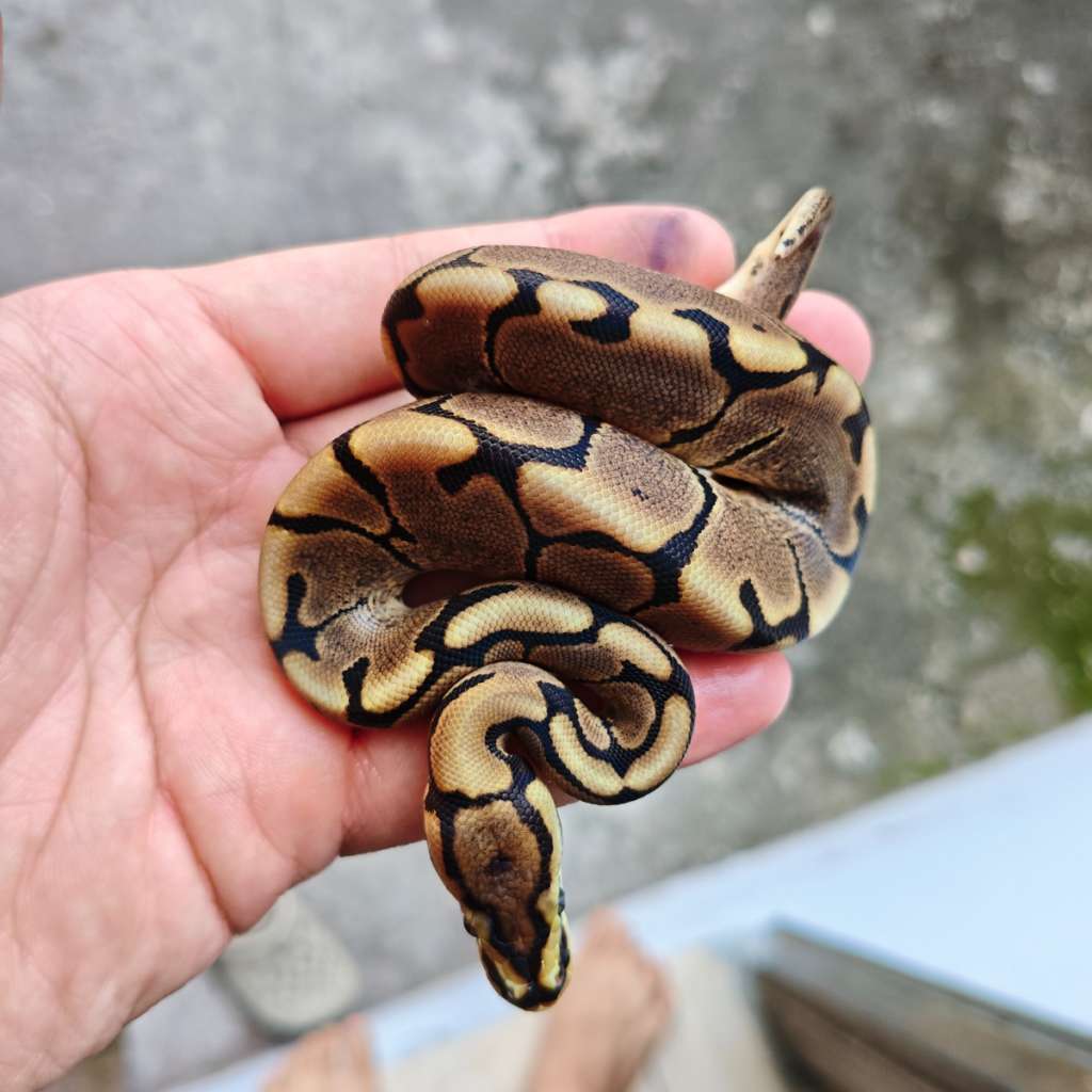 Ball Python Indonesia Ball Python Spider PH Pied Axa ( VPI) Male | Lapak Jual Beli Hewan ...