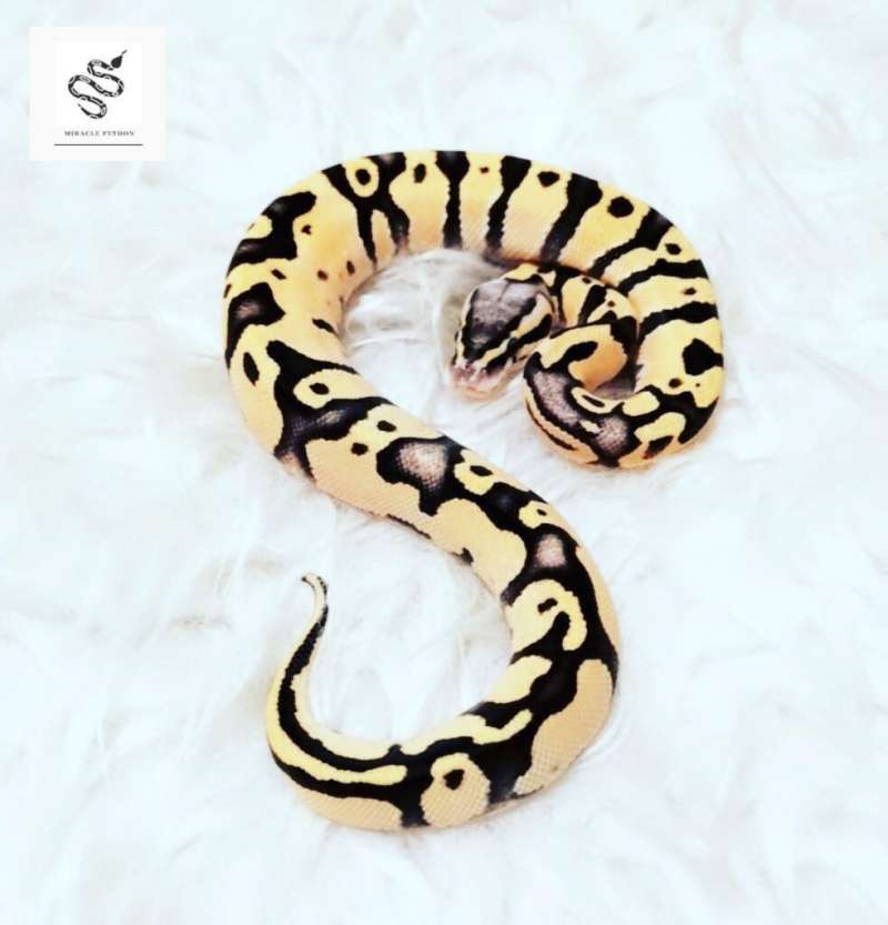 Pastel Fire/Vanilla Orange Dream Yb (Male)