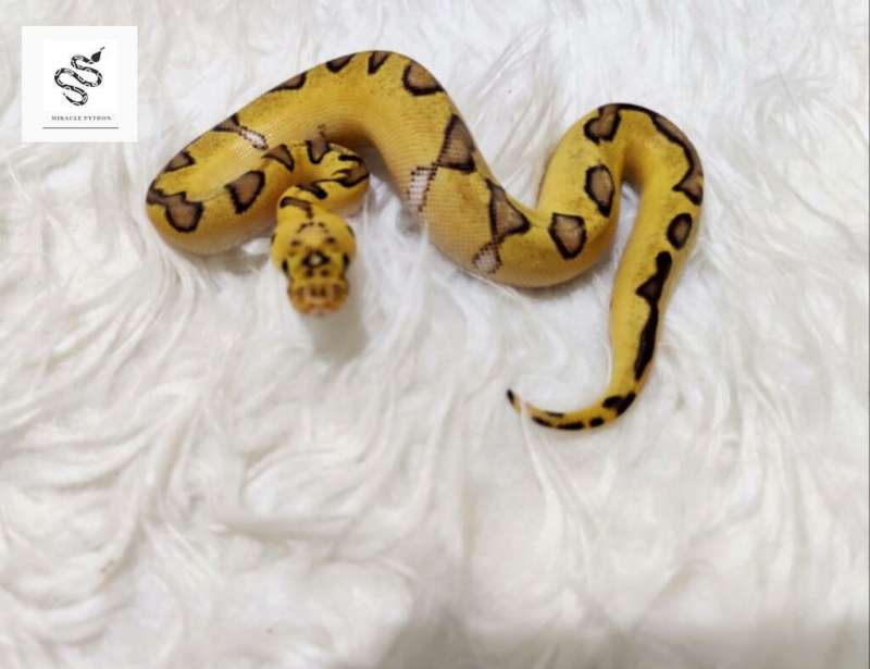 Pastel Enchi Clown 66% Poss Het Lav