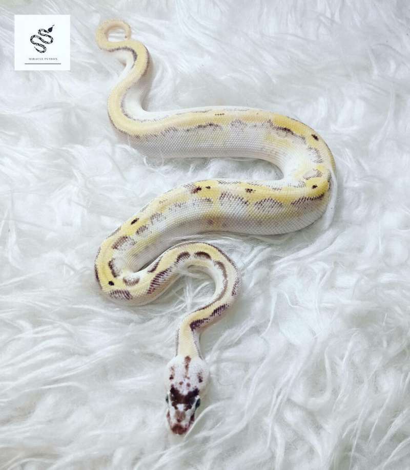 0.1  Super Stripe Leopard Pastel Poss Supas(Female)