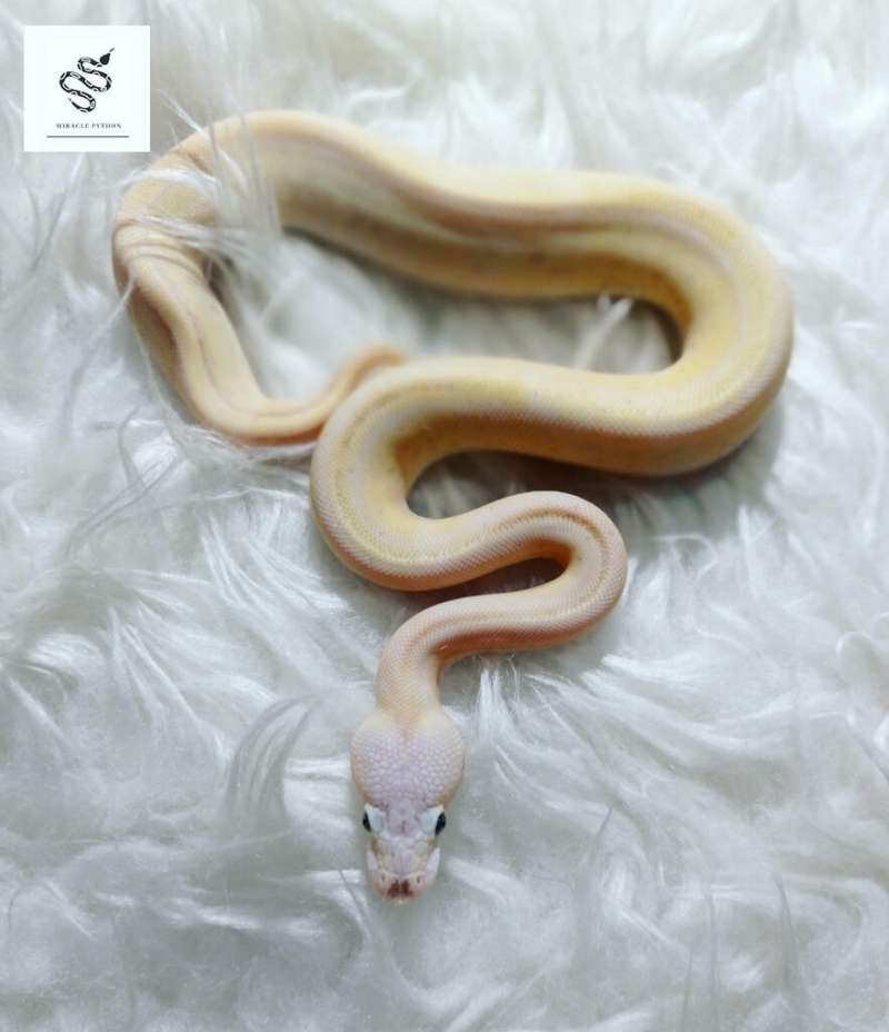 0.1 Super Pastel Super Stripe Pinstripe (Female)