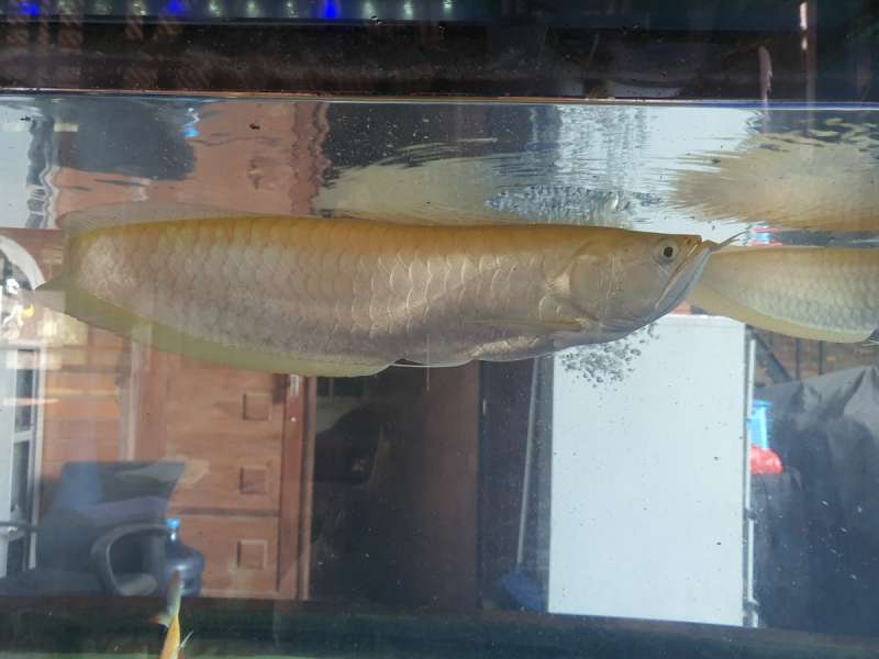 Arwana Silver Albino