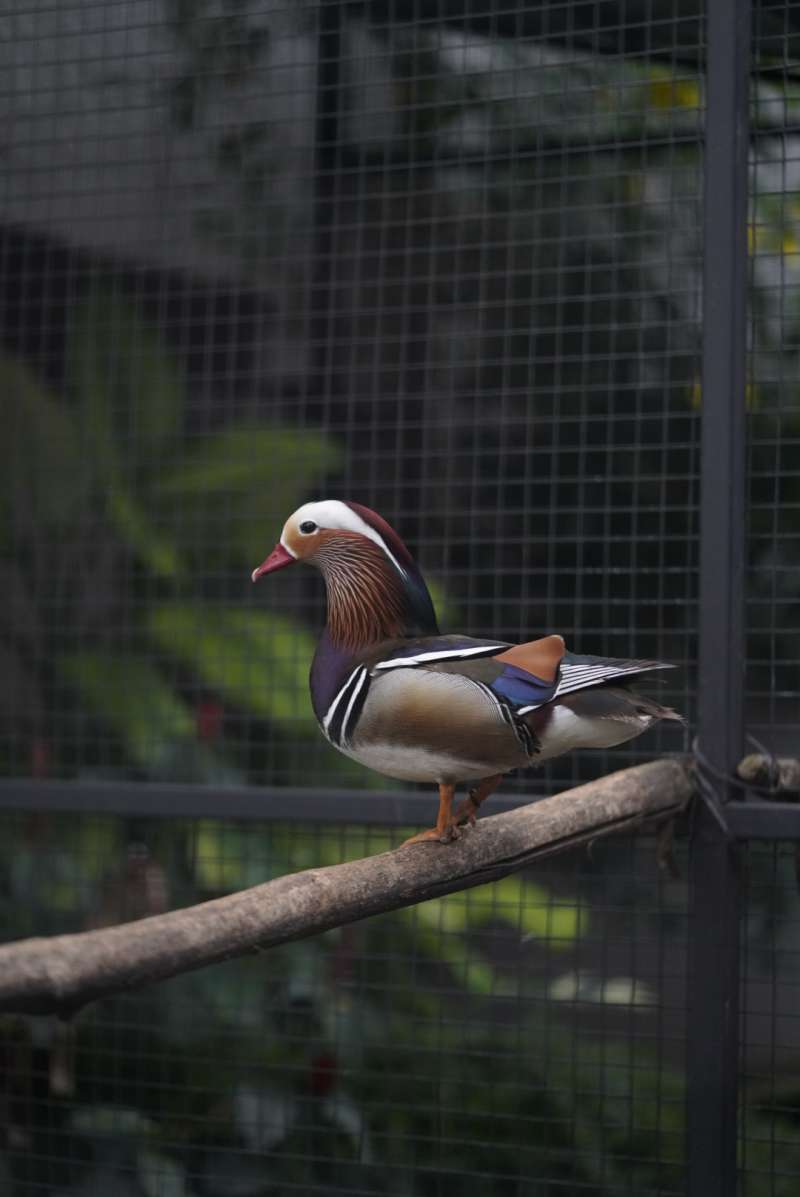 Mandarin Duck