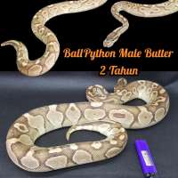 Ular Ball Python Morph Butter Male 2thn