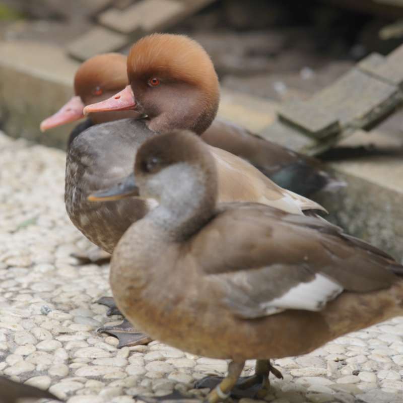 Red pochard pair