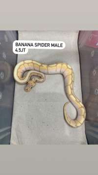 ball python banana spider