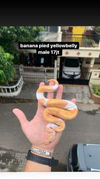 ball python banana pied yellowbelly