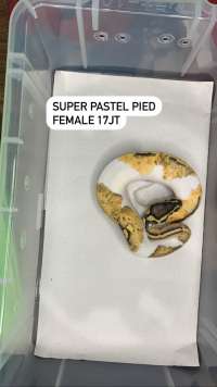 ball python female pied super pastel
