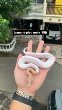 ball python pied banana
