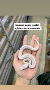 ball python banana super pastel cinnamon spider