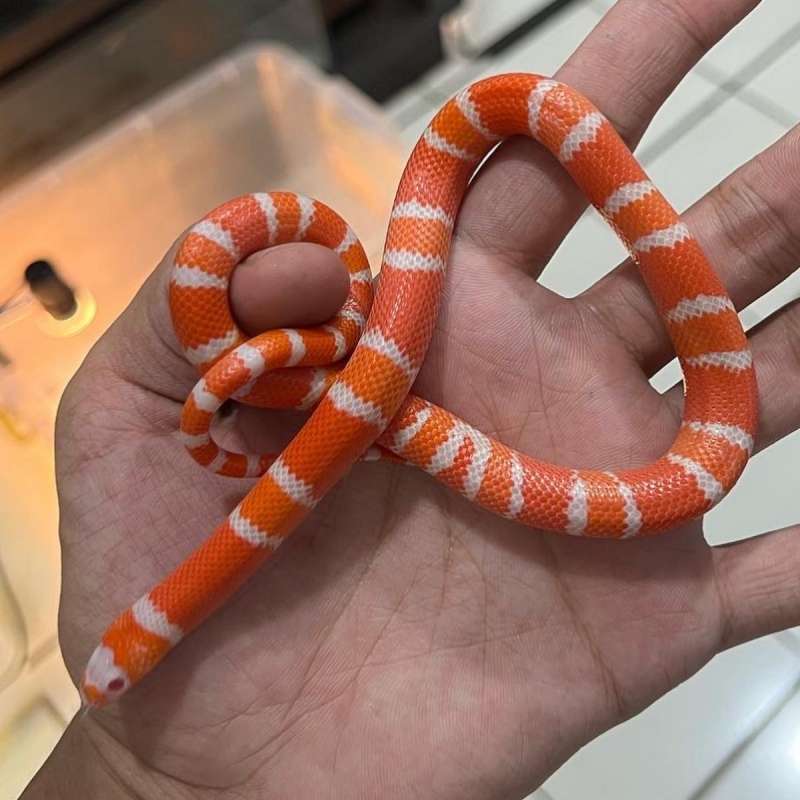 Milksnake Honduransis Tangerine Amelano