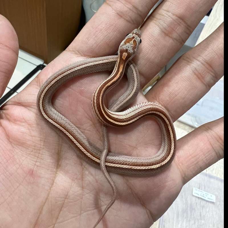 Cornsnake Motley Tessera