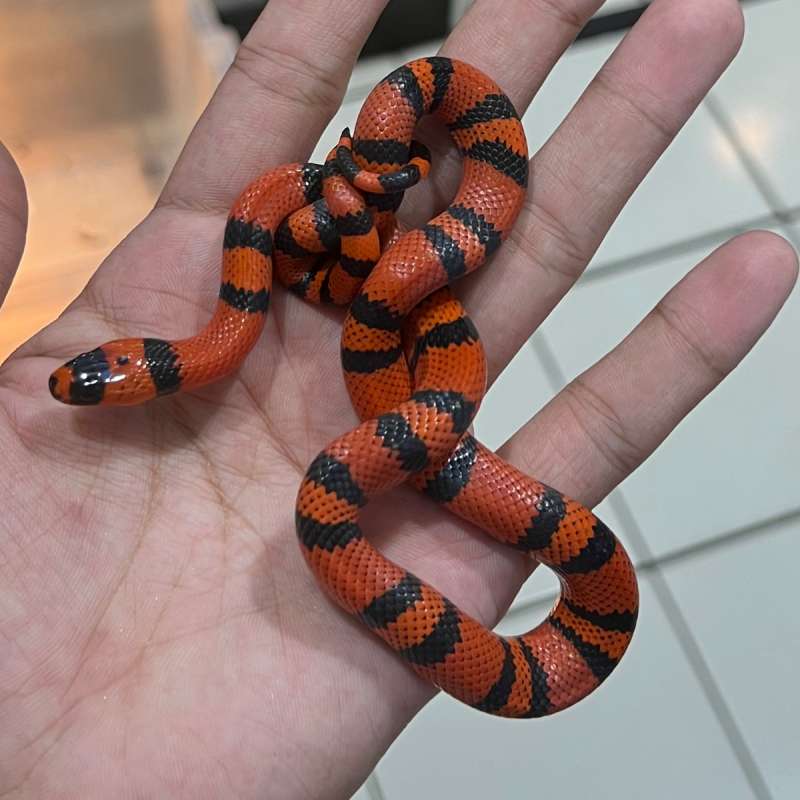 Milksnake Honduransis Tangerine