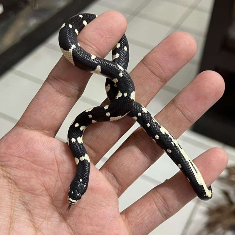 Kingsnake Mozaic Dotted