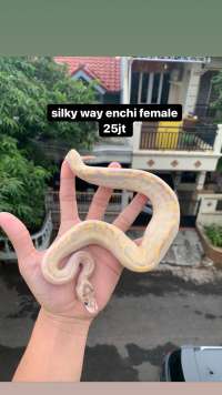 Ball python female silky way enchi