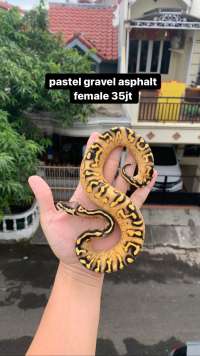 Ball python female pastel pavement