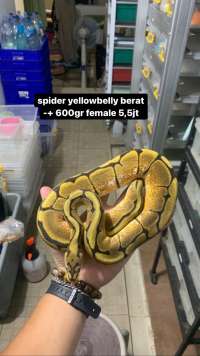 Ball python female yellowbelly spider
