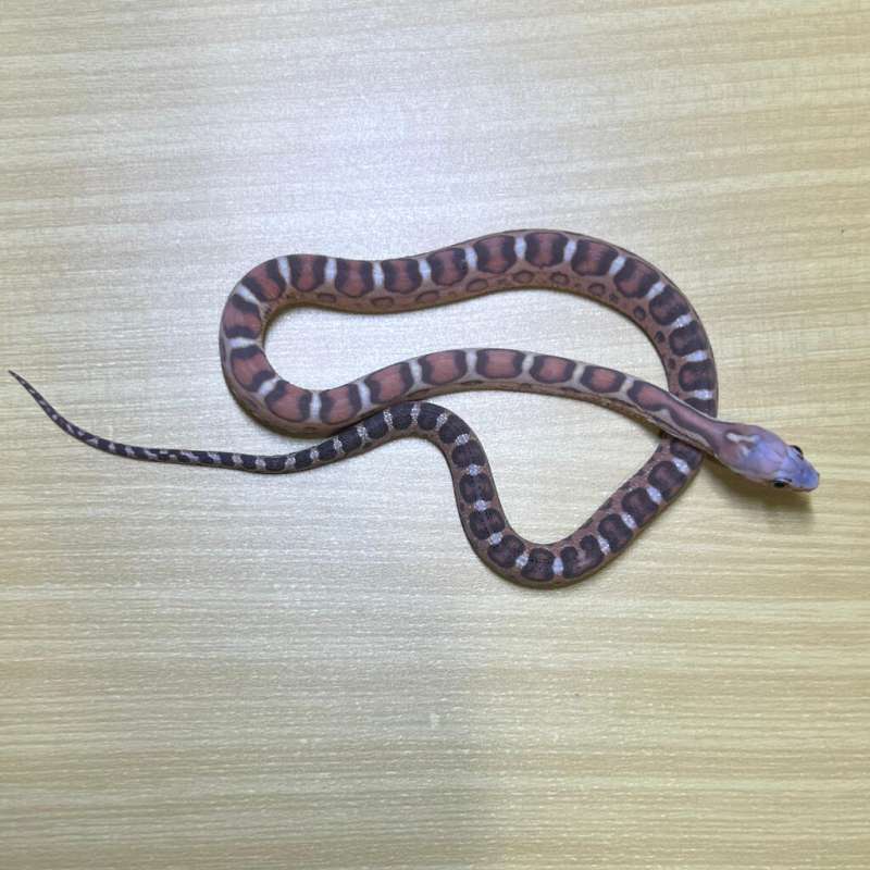 Cornsnake x Rat Snake Scaleless