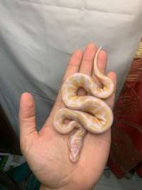 Ball python albino female