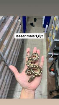 Ball python lesser