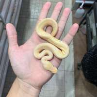 ball python lavender albi