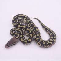 M pastel mojave het clown