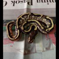 Mojave Leopard Calico ♀