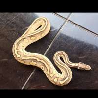 Pair ball python