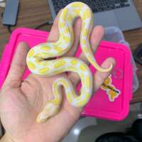 ball python f lavender mo