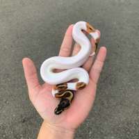 ball python pied het albi