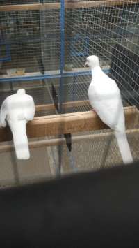burung perkutut putih kapas sepasang