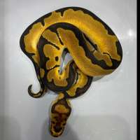 ball python f clown enchi
