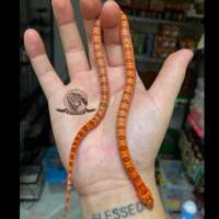 Orange Poss Het Pastel King Snake