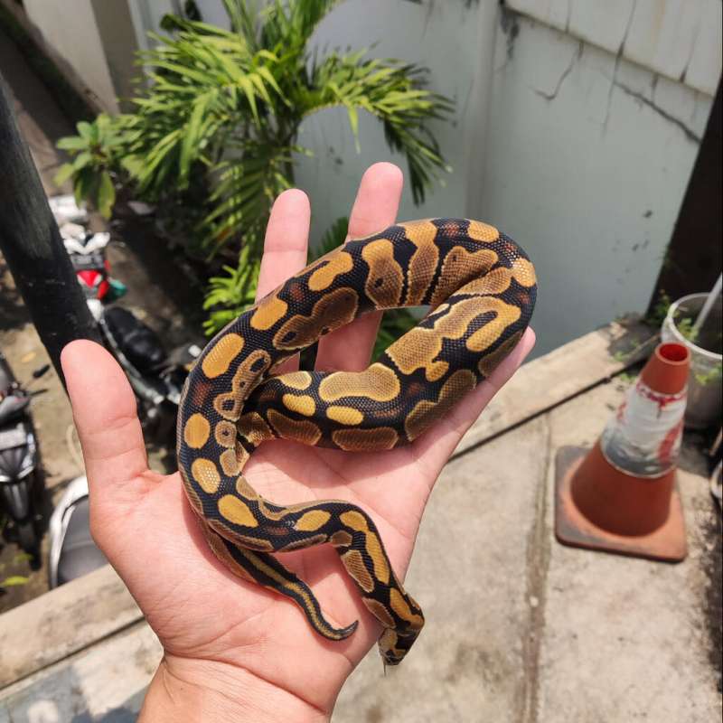 F normal 100% het albino