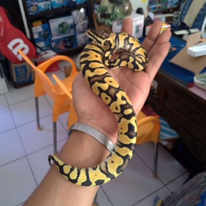 Female Pastel Enchi