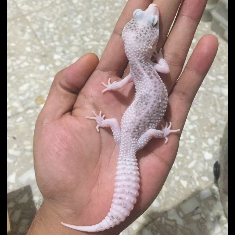 Female superpied ph tremper