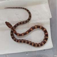 Normal Unsex Baby Cornsnake Corn Snake