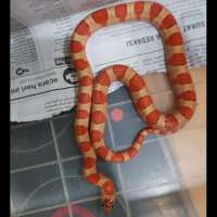 Leonis Orange Kingsnake Male 55 cm King Snake