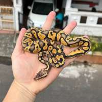 f ball python super pastel yellowbelly