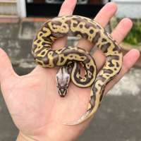 ball python super pastel leopard ph lavender 50%