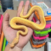 ball python banana pinstripe pastel yellowbelly