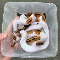 f ball python pied het albino 100% female