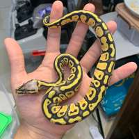 f ball python super pastel female