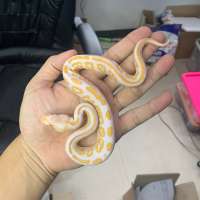 f ball python albino black pastel female