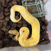 f ball python pied banana female